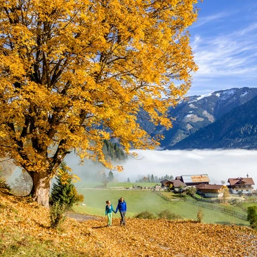 Autumn Special: 4 for the price of 3
